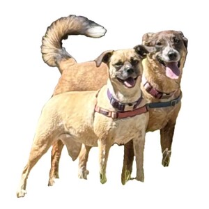 Fundraising Page: Bonny Gainley